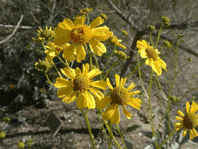 encelia farinosad